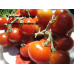 Коллекция Дикие сорта томатов