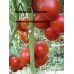 Коллекция Дикие сорта томатов