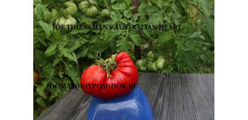 Австралийское сердце Джо ( Joe Thieneman's Australian Heart, США)