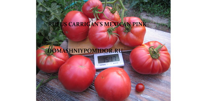 Мексиканский розовый Руфуса Карригана ( Rufus Carrigan's Mexican Pink, США)