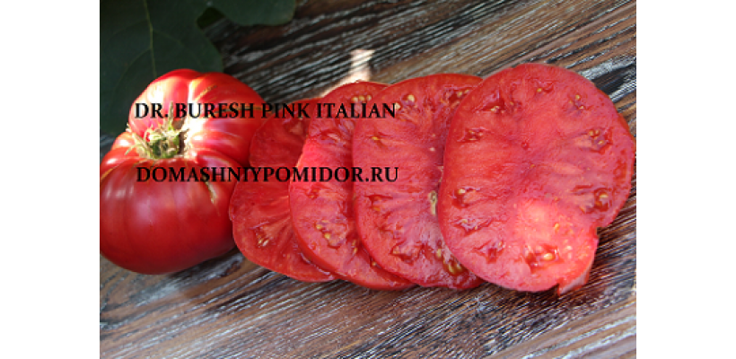 Итальянский Розовый Доктора Буреша ( Dr. Buresh Pink Italian, США )