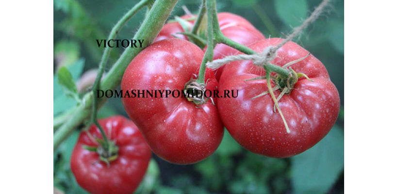Победа ( Victory, Болгария)