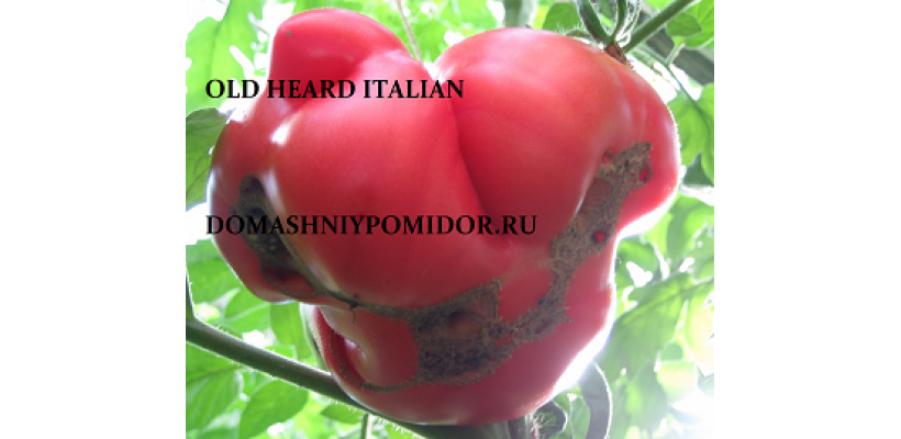 Старое сердце Италии ( Old Heart Italian, США)