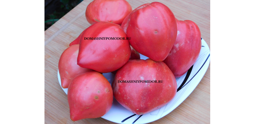 Розы из Бихара ( Rose de Bihor, Румыния)