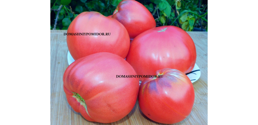 Фаворит из Царей Х Ауэрмуом Апгье 