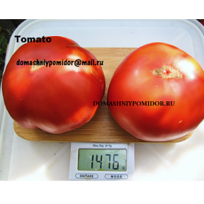 Томато ( Tomato, Италия)