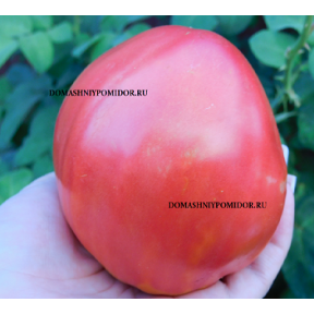 Японская Луковица ( Japanese Onion) Японская Луковица ( Japanese Onion)
