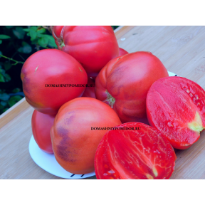 Фаворит из Царей Х Ауэрмуом Апгье 