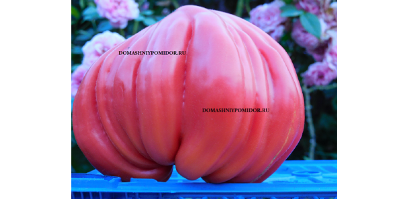 Гигантское Сердце Монбельярд ( Giant Heart of Montbéliarde)