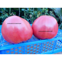 Hooker's Huge