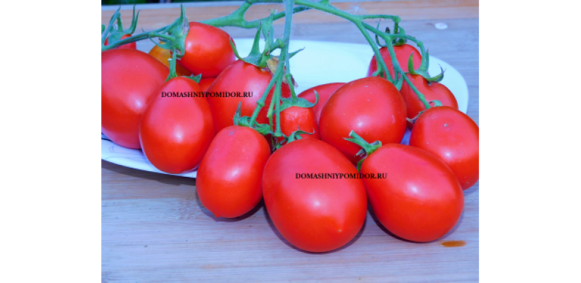 Итальянский Гросса ( Italian Grossa, США)