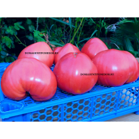 Клубника Бабушки Ефимии