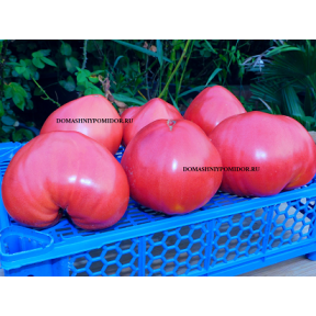 Клубника Бабушки Ефимии