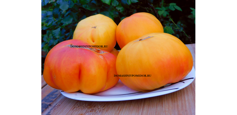 Мятный Круза ( Cruza Peppermint)