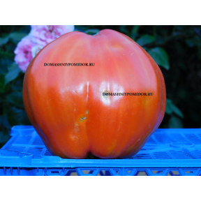Стейк Сердца Быка из Сан Джулиано ( Cuore di Bue Bistecca San Giuliano, Италия)