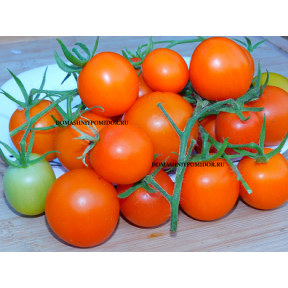 Хурма Теннеси ( Tennessee Persimmon, США)