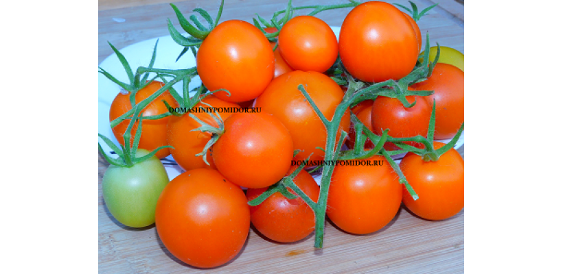 Хурма Теннеси ( Tennessee Persimmon, США)